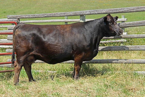 KS EVANA E1731 Image
