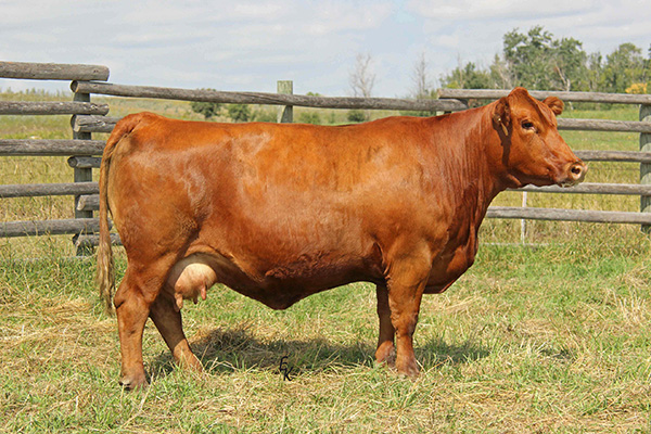 KS FOXY F37 Image