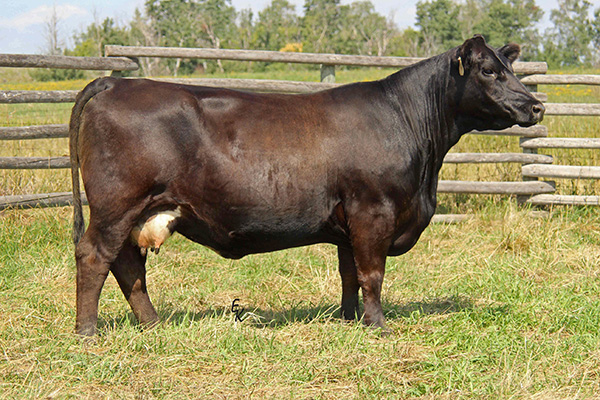 SRF MISS 940G Image