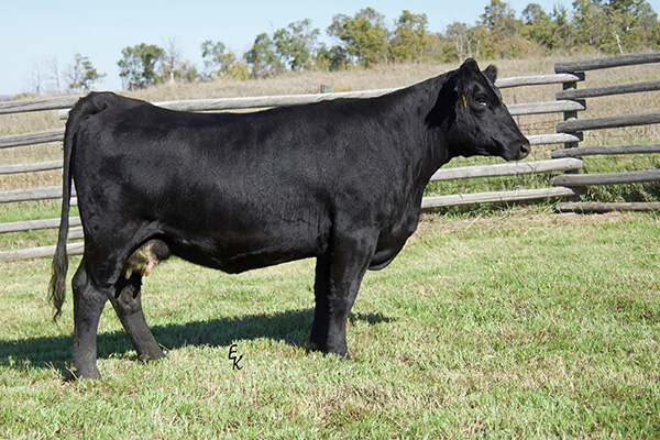 KS KHLOE K202B Image