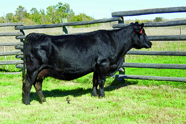 KS JOLIE J2800 Image