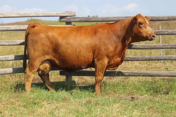 KS Elsie E820<br>Daughter of KS Penny X395 Image