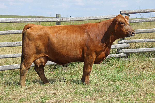 KS Emme E845<br>Daughter of KS Penny X395 Image