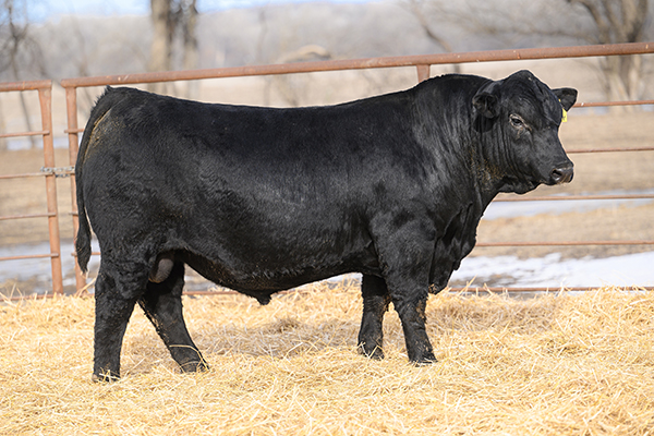 RVR Kansas 457J (Deceased) Image