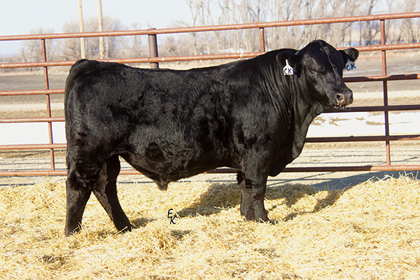 Mr GD Checkmark K239 Image