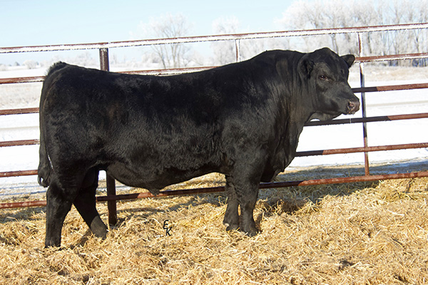 DKSR Morton L607 Image