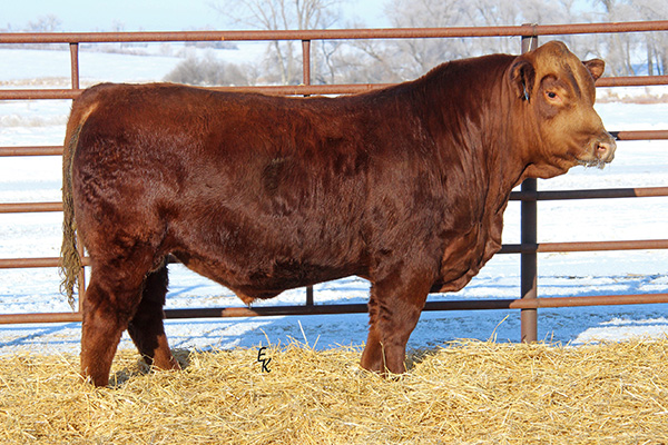 KS Mr Red Rock J657 Image